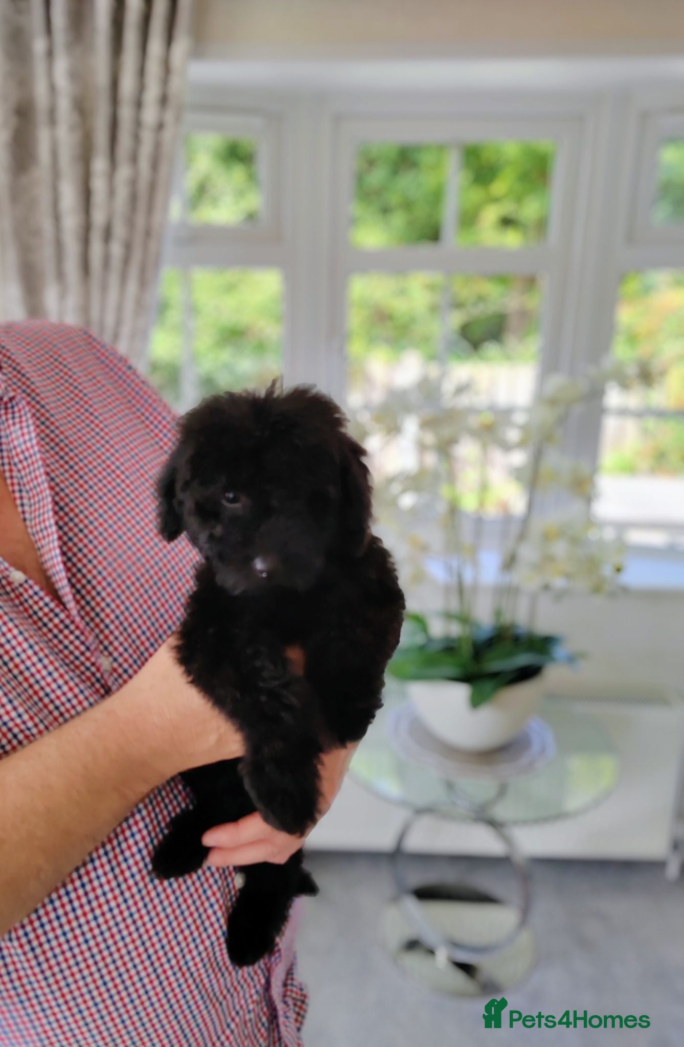 Cavapoo dogs DNA TESTED PARENTS & GRANDPARENTS TOY CAVAPOO   - Advert 2