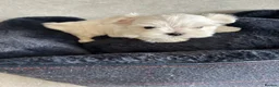 Maltese dogs for sale: KC Reg Korean Maltese Girl Puppy Ready now  - Advert 5