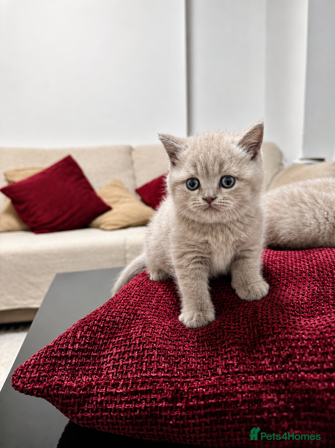 British Shorthair cats British Shorthair Lilac 🩶 - Advert 2