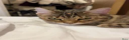 Mixed Breed cats for sale: Female mixed Bengal cat  - Advert 5