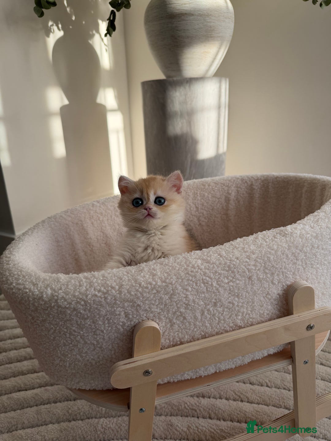 British Shorthair cats for sale: Golden British shorthair kittens - Advert 29