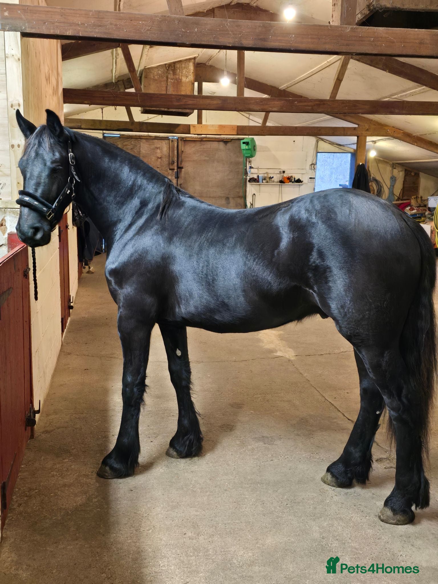Friesian horses Fresian gelding for sale - Advert 1