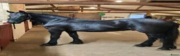 Friesian horses for sale: Fresian gelding for sale - Advert 1