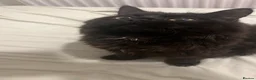 British Longhair cats for sale: Black British Longhair Kitty in London - Advert 8