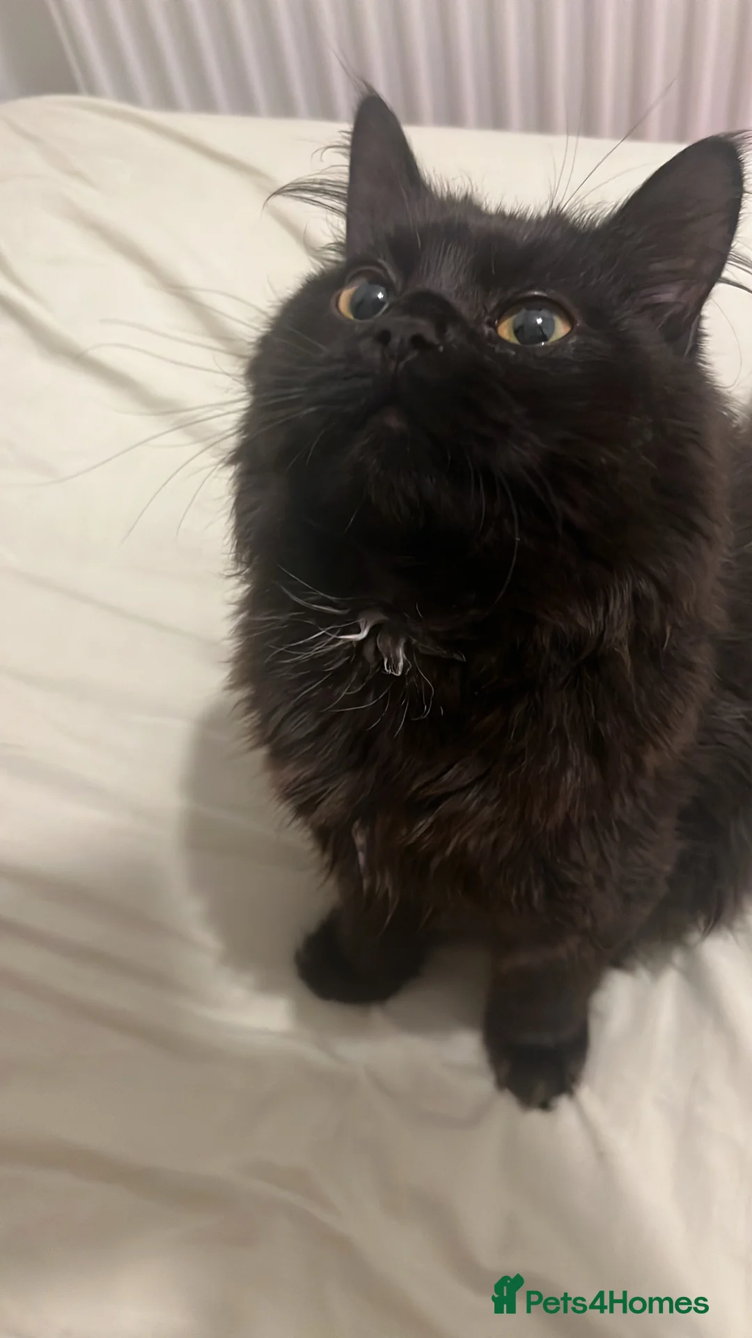 British Longhair cats for sale: Black British Longhair Kitty in London - Advert 8
