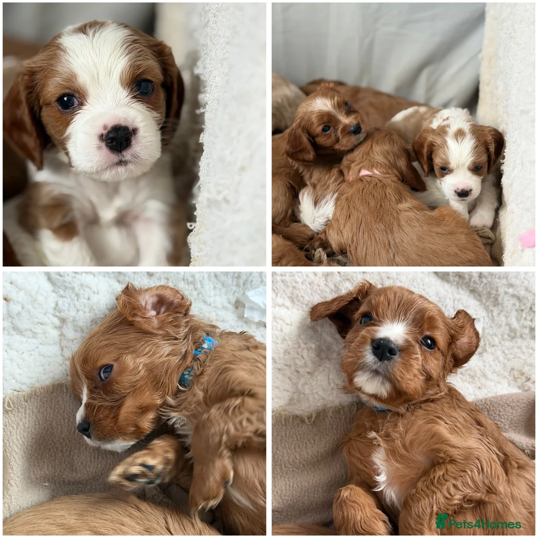 Cavalier King Charles Spaniel dogs for stud: Cavalier King Charles Spaniel for stud  - Advert 2