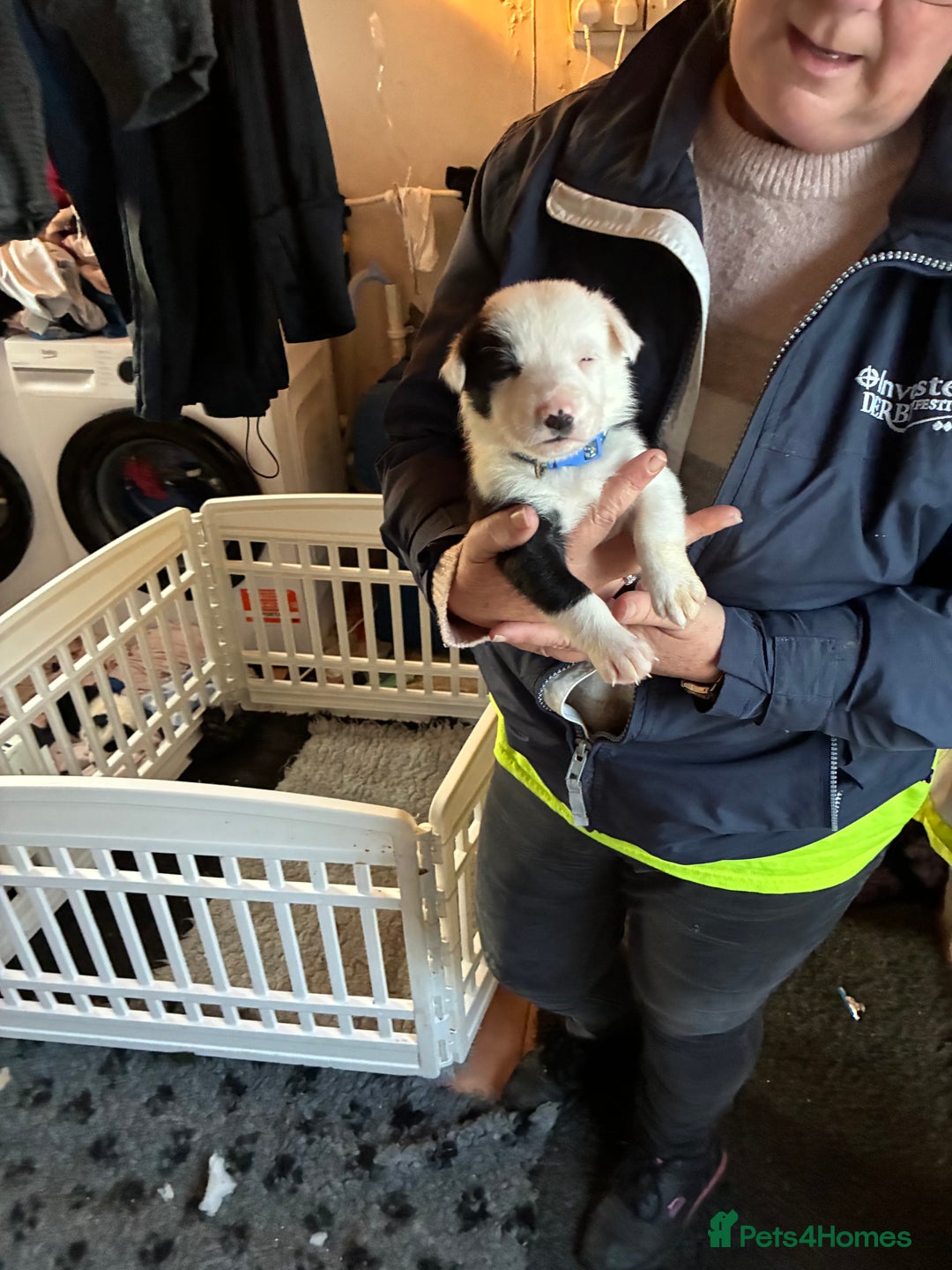 Border Collie dogs for sale: Beautiful puppies  - Advert 6