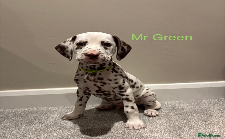 Dalmatian dogs - Advert 1