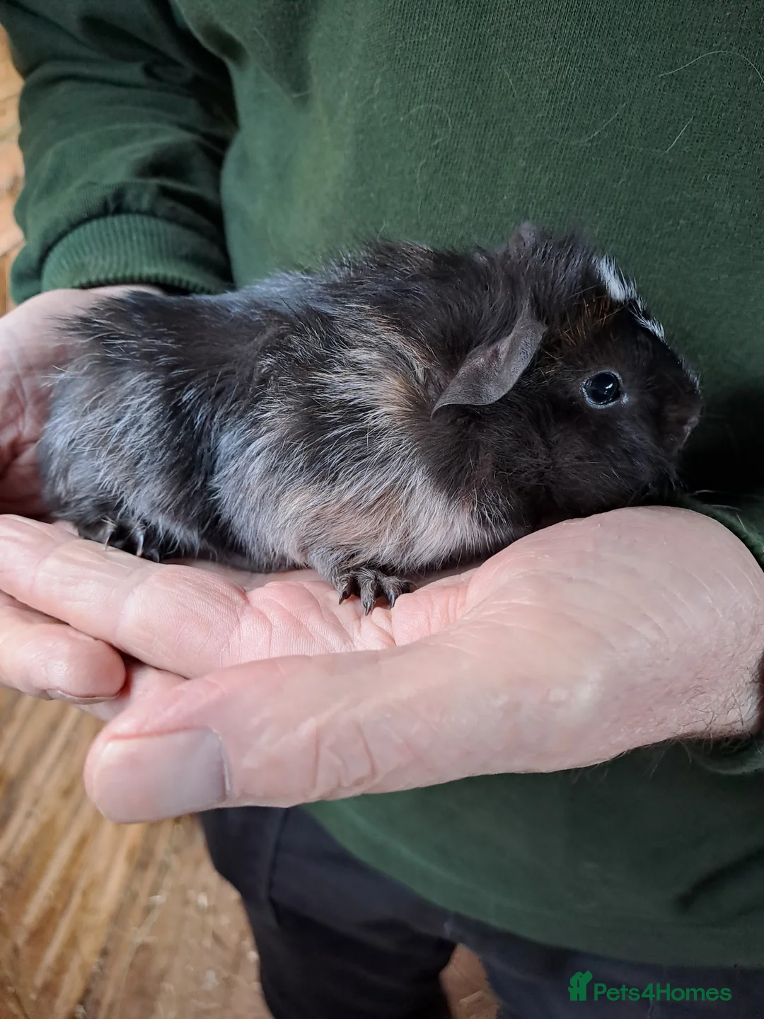 Guinea Pig rodents for sale: Beautiful Baby guinea pigs for sale  - Advert 4