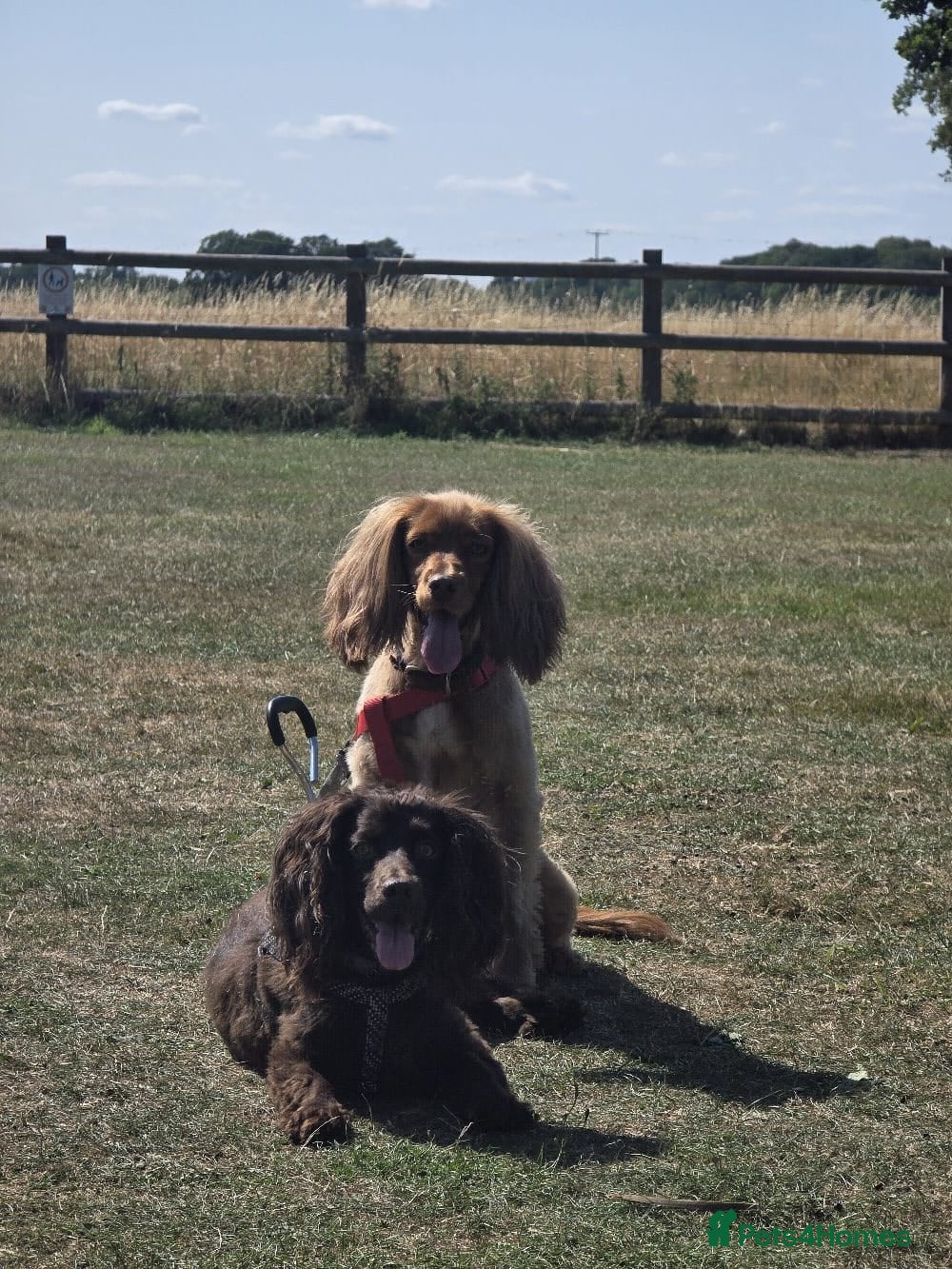 Cocker Spaniel dogs Our 2 cocker spaniel boys - Advert 2