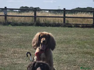 Cocker Spaniel dogs Our 2 cocker spaniel boys - Advert 18
