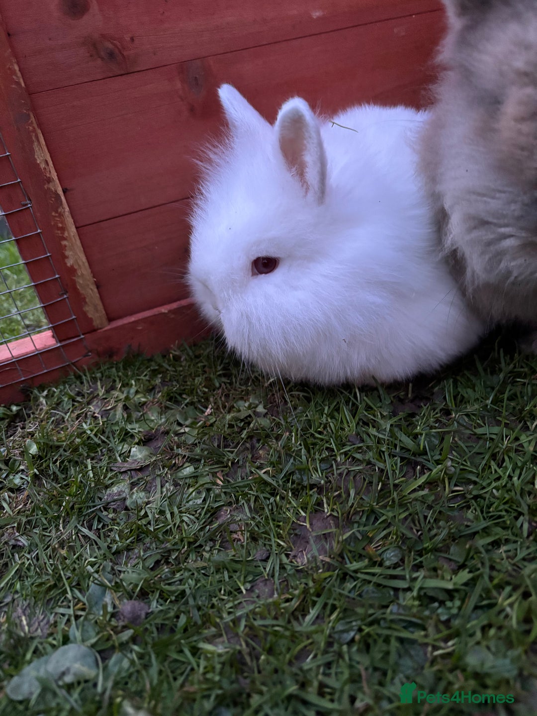 Mixed Breed rabbits for sale: Various rabbits  - Advert 10
