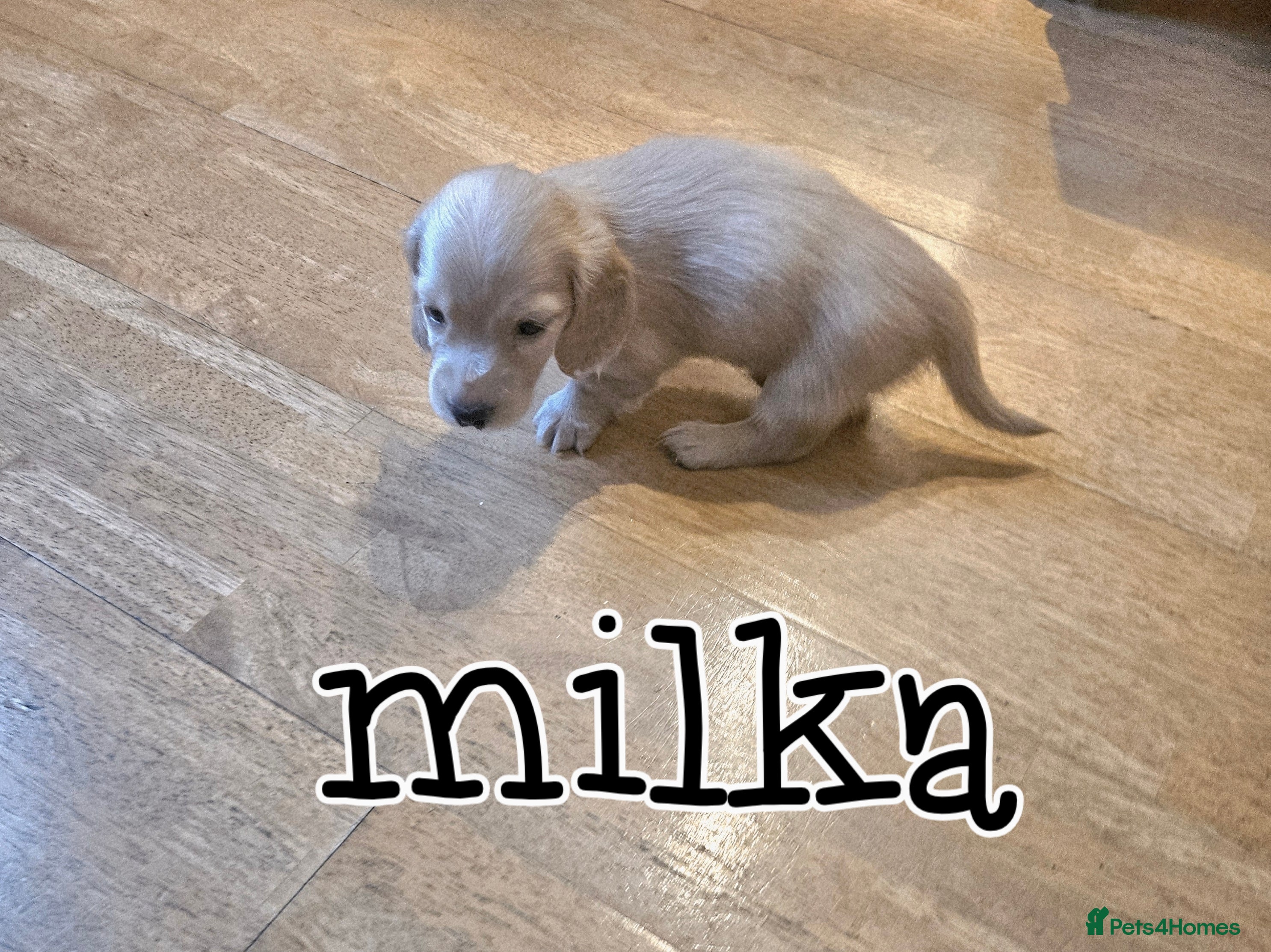 Miniature Dachshund dogs Cream dachshund  - Advert 4