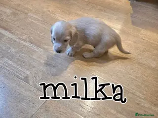 Miniature Dachshund dogs Cream dachshund - Advert 4