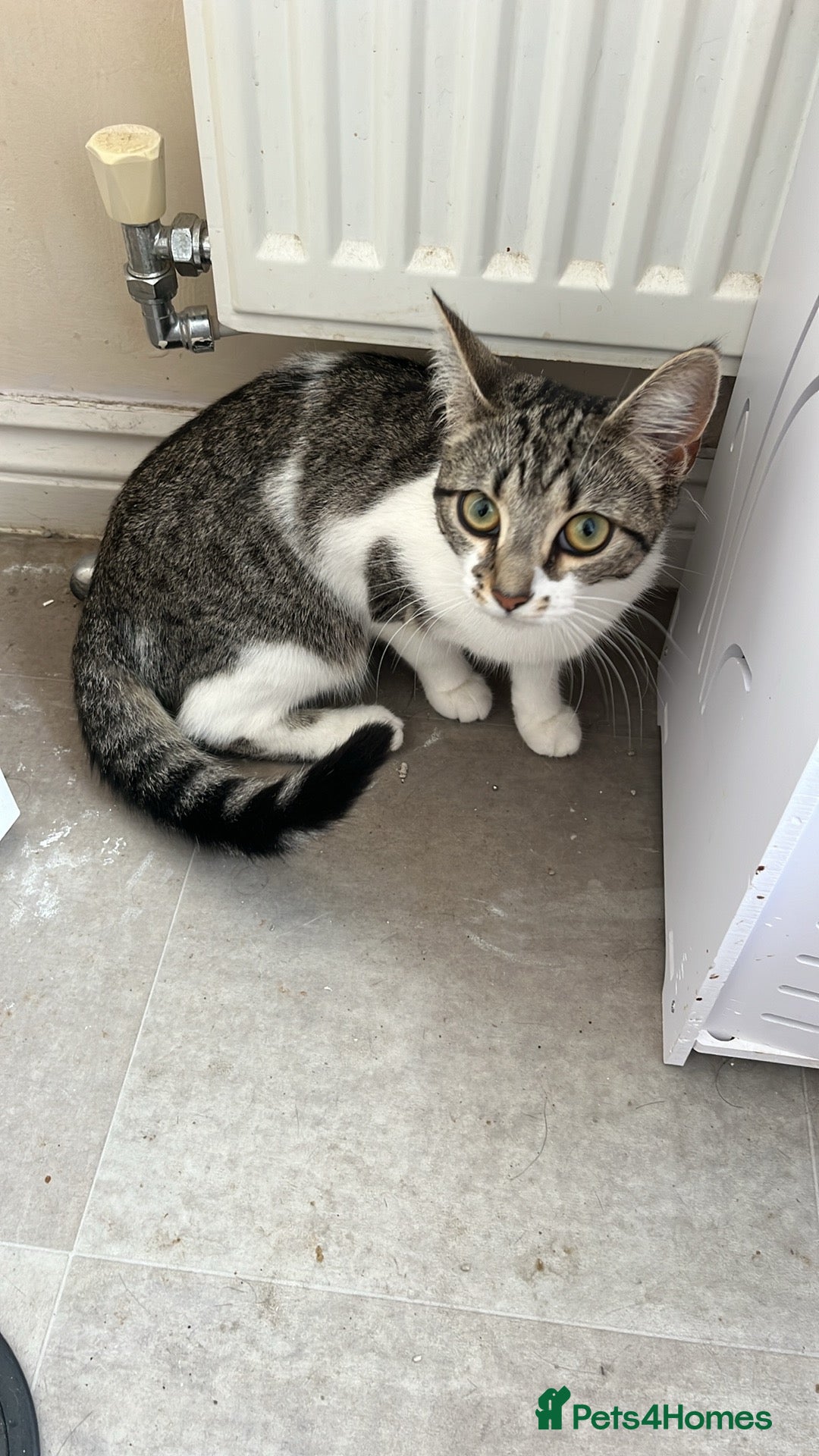 British Shorthair cats for sale: 2 kittens for rehoming - Image 7