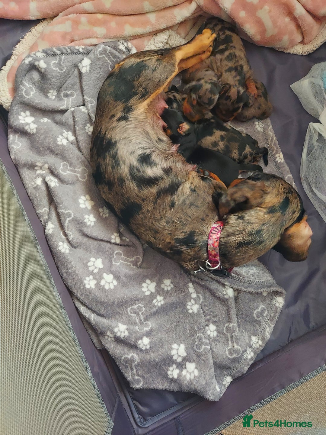 Miniature Dachshund dogs for sale: Miniature Dachshund - Image 4