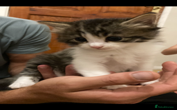 Mixed Breed cats for sale: 3 beautiful kittens  - Image 1