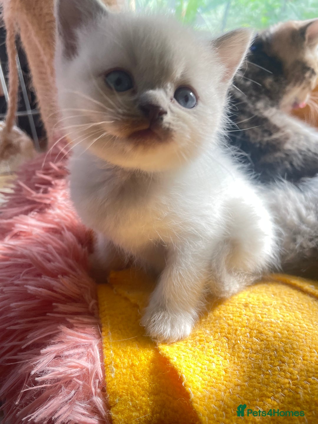British Shorthair cats for sale: Gorgeous pure breed colour point and golden kitten - Image 4