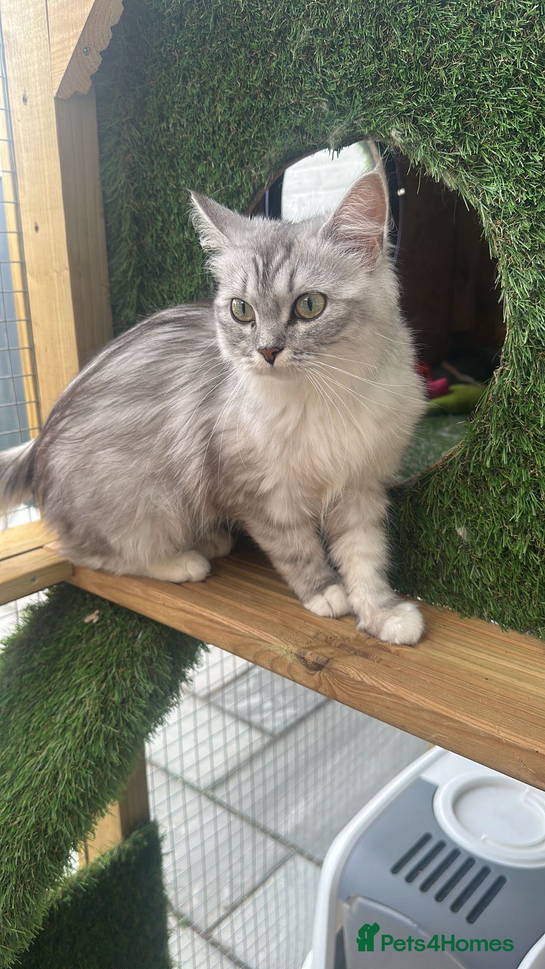 Persian cats for sale: Doll Faced Traditional Persian - Image 4
