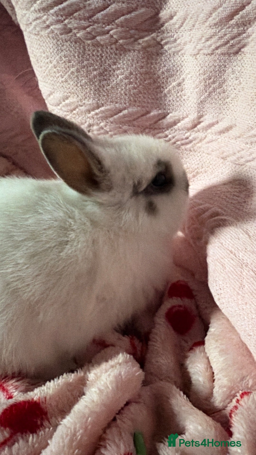 Netherland Dwarf rabbits Cute and fluffy Pure bred Netherland Dwarves - Advert 2