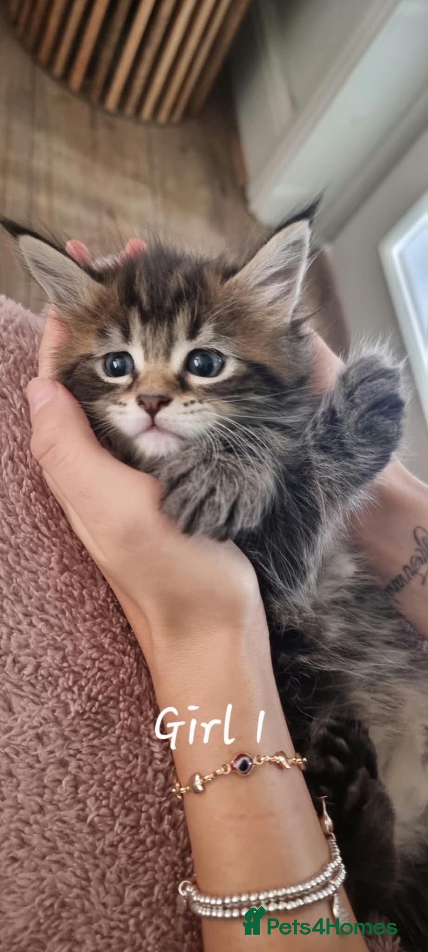 Maine Coon cats MAINECOON KITTENS  - Advert 2