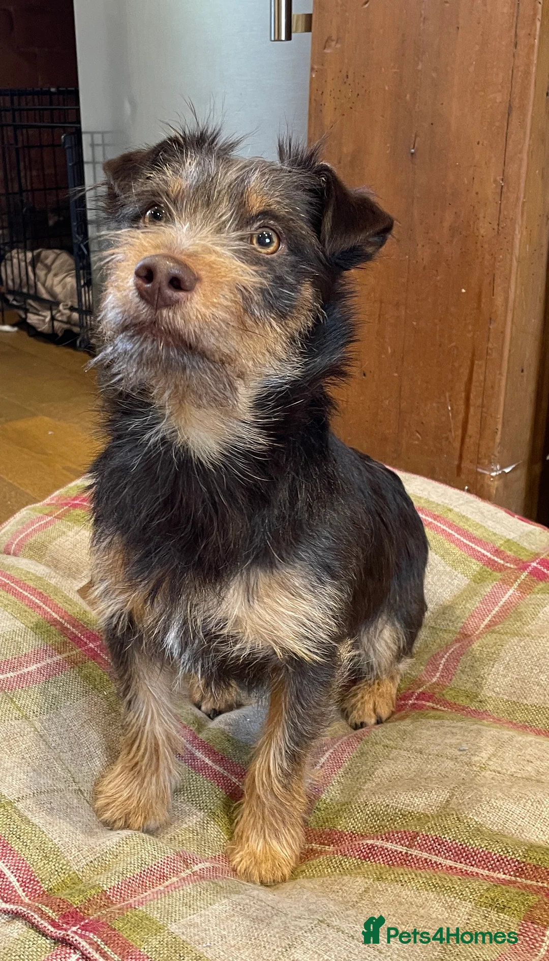 Jack Russell dogs for stud: Rough coated chocolate and tan Jack Russell  - Advert 2