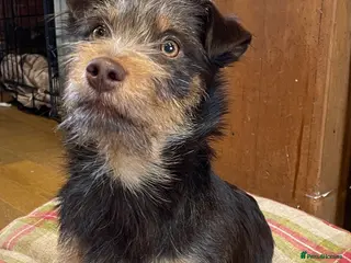 Jack Russell dogs Rough coated chocolate and tan Jack Russell - Advert 2