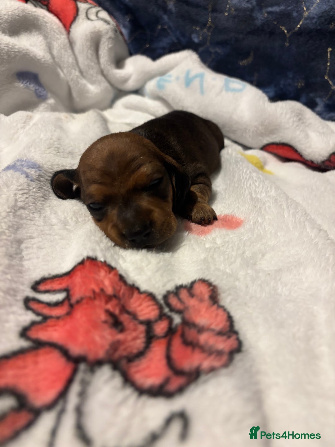 Miniature Dachshund dogs for sale: Mini smooth haired dachshund puppies - Advert 4