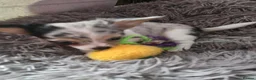 Chihuahua dogs for sale: Adorable Chihuahua Puppies  in Chelmsford - Advert 4