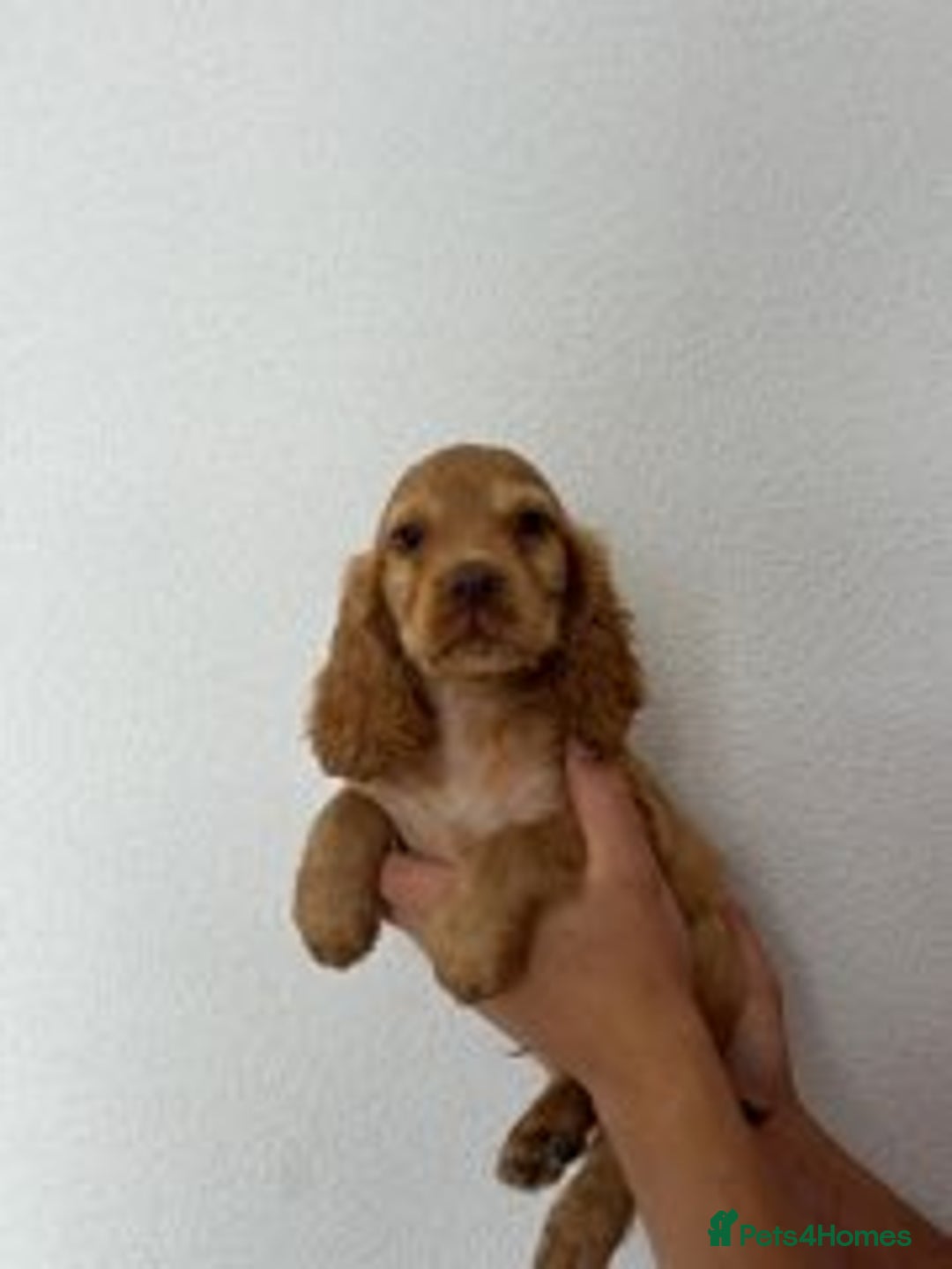 Cocker Spaniel dogs for sale: STUNNING COCKER SPANIEL PUPPIES  - Image 17