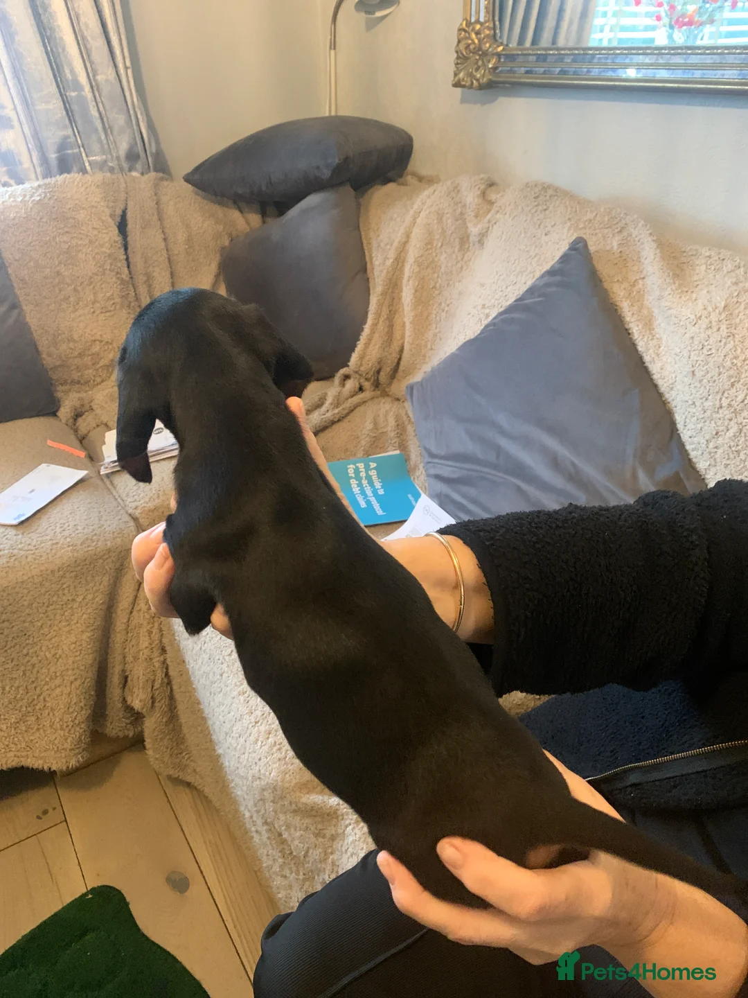 Dachshund dogs for sale: Dachshund puppies  - Advert 4