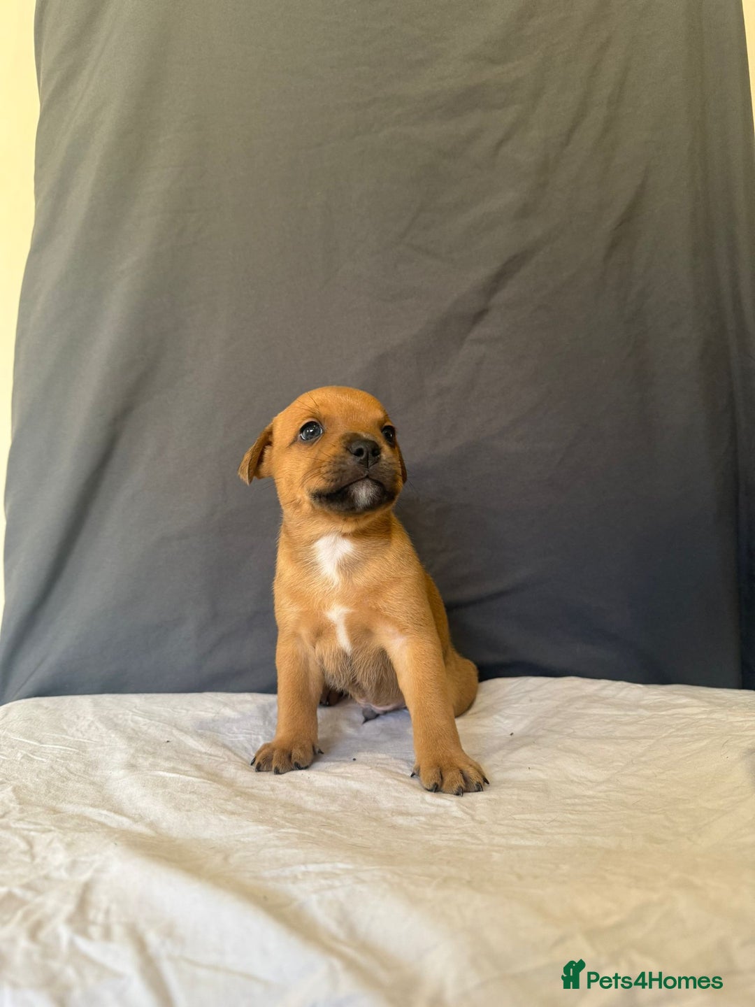 Staffordshire Bull Terrier dogs for sale: COI 3.6% Red staffordshire bull terrier's - Advert 7