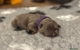 Staffordshire Bull Terrier dogs for sale: 🏆BLUE CHAMPION STAFFORDSHIRE BULL TERRIER PUPS  - Image 8