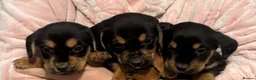Cocker Spaniel dogs for sale: Show/working cocker spaniel pups lovely colours  in Lowestoft - Advert 13
