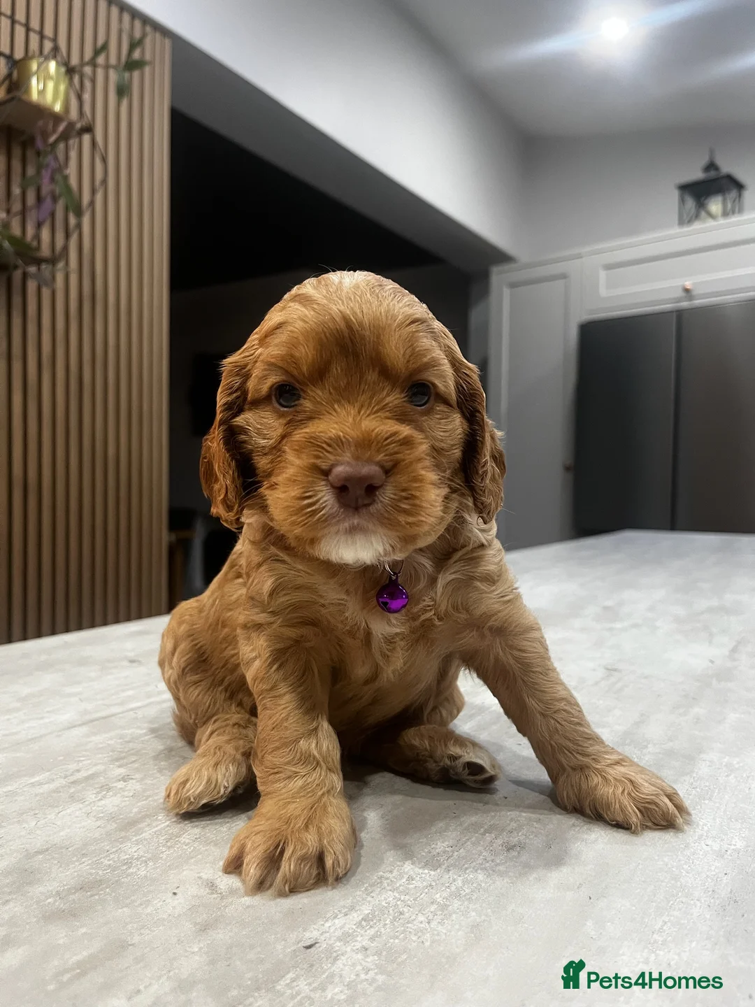 Cockapoo dogs for sale: Cockapoo puppies - Advert 22