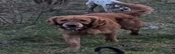 Golden Retriever dogs for stud: KC (red) golden retriever  - Advert 8
