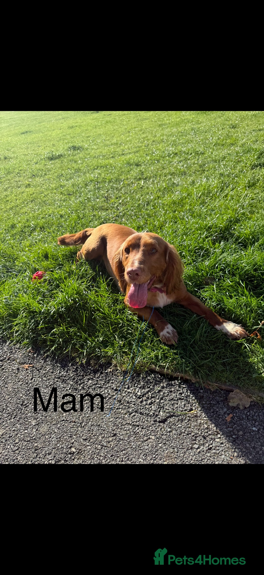 Cocker Spaniel dogs for sale: REDUCED💵cocker spaniel puppies 🩷💙 - Advert 3