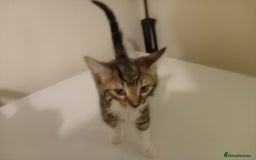 Tibetan cats for sale: Tabby kitten for sale - Image 1