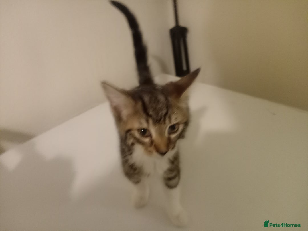 Tibetan cats for sale: Tabby kitten for sale - Image 1