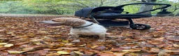 Cocker Spaniel dogs for sale: Leo – 2-Year-Old Lemon Roan Working Cocker Spaniel - Advert 12