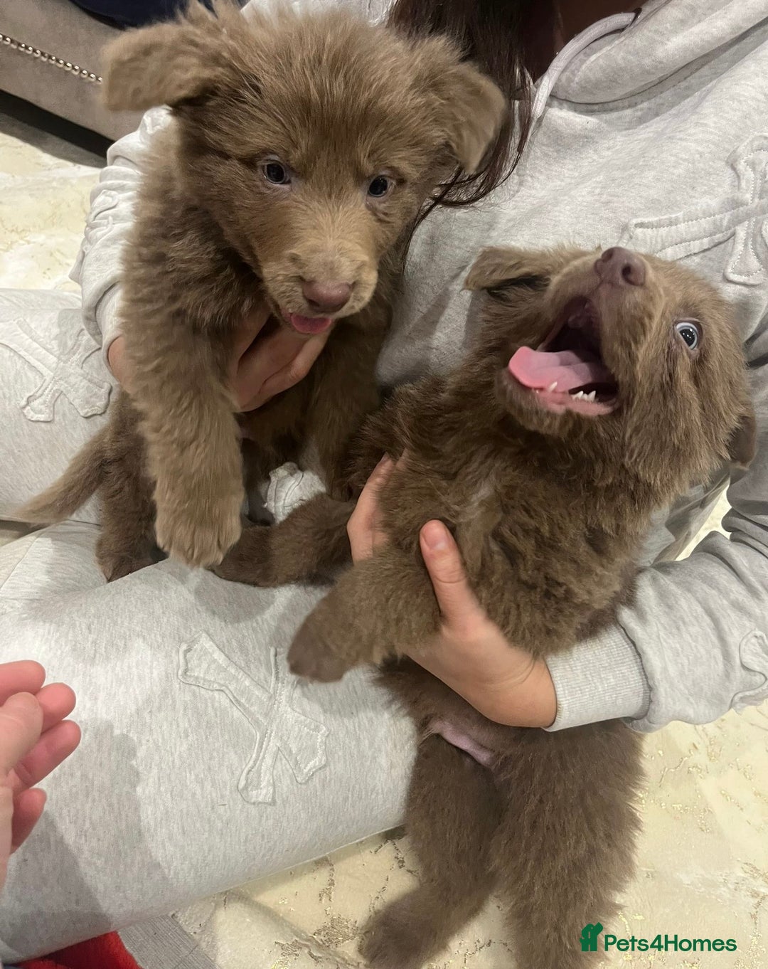 German Shepherd dogs for sale: Working KC GSD German shepherd puppies  - Advert 3