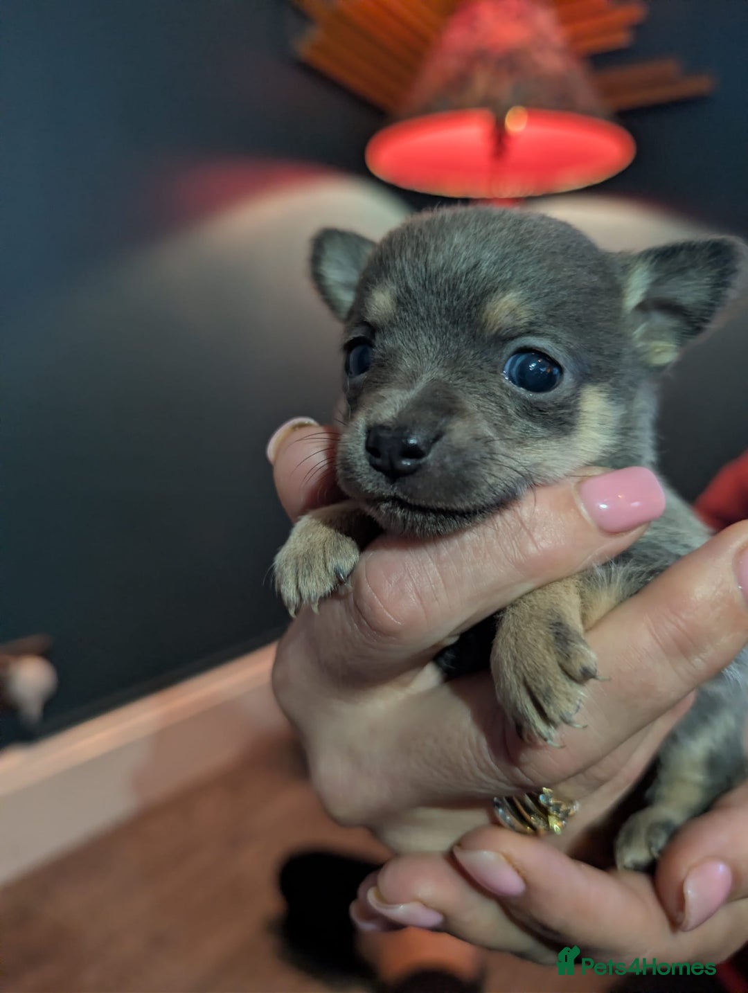 Chihuahua dogs for sale: GORGEOUS LONGHAIRED MERLE CHIHUAHUAS  - Advert 19