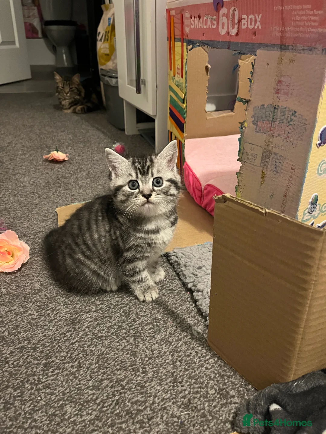 British Shorthair cats for sale: 3 beautiful kittens for sale Bsh/norwegian   - Advert 11