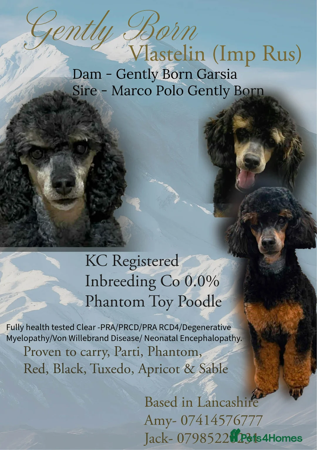 Toy Poodle dogs for stud: Black phantom Toy Poodle for Stud! - Advert 1