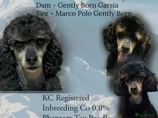 Toy Poodle dogs Black phantom Toy Poodle for Stud! - Advert 1