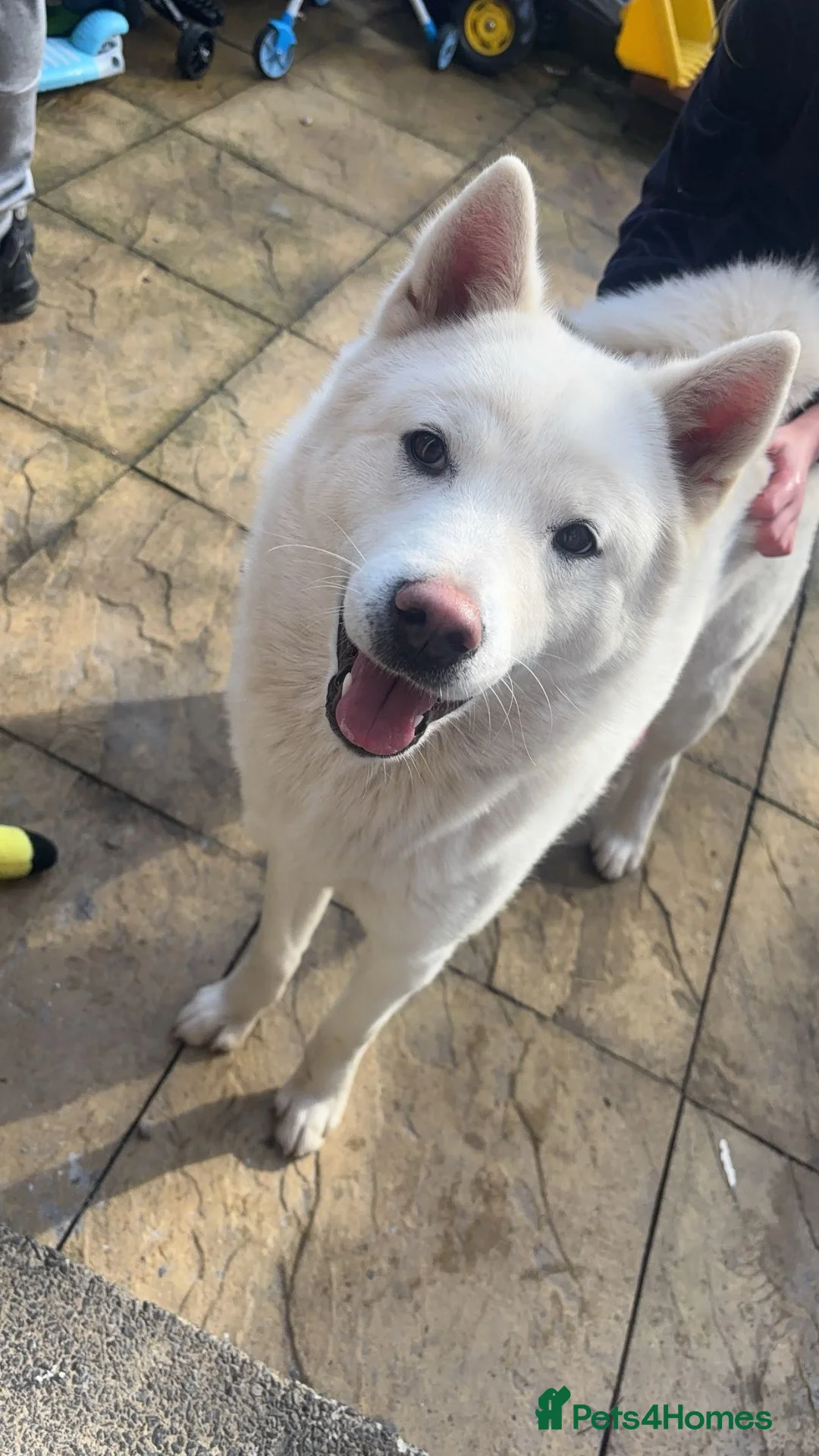 Mixed Breed dogs for sale: Pugitka  in Middlesbrough - Advert 2