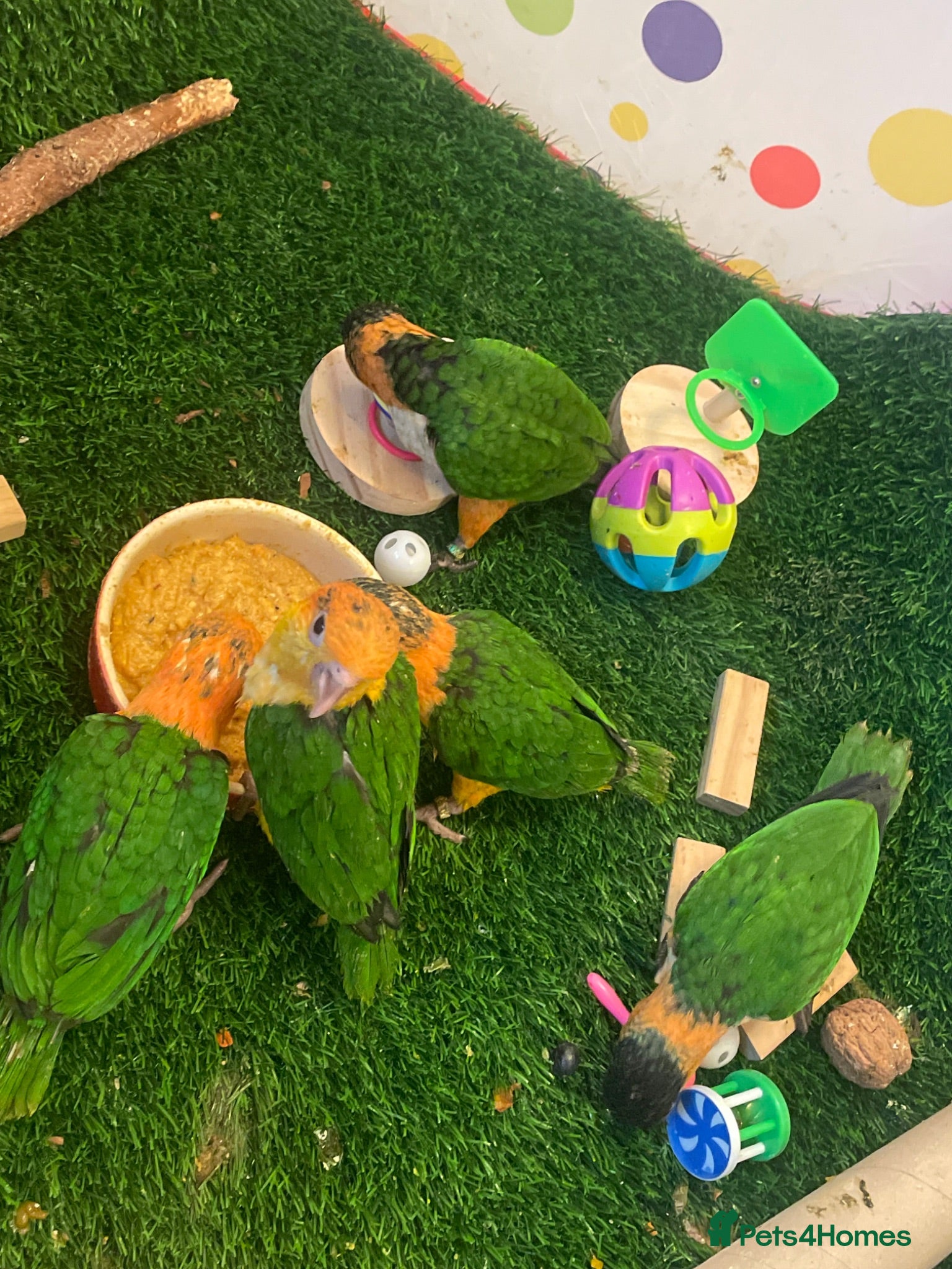 Parrots birds Baby black headed and yellow thighed caiques  - Advert 2