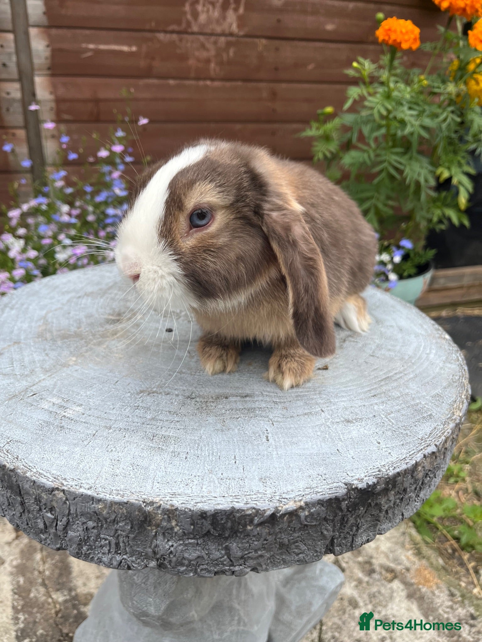 Mini Lop rabbits Gorgeous mini lop buck ready to go now   - Advert 17