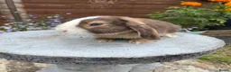 Mini Lop rabbits for sale: Gorgeous mini lop buck ready to go now   - Advert 2