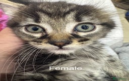 Domestic Shorthair cats for sale: 4 male kittens 3 female kittens pickup whenever - Image 2